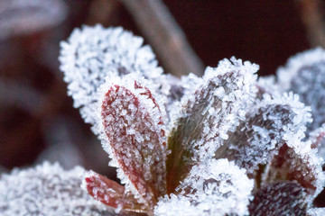 放射冷却が引き起こす現象